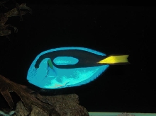 Saltwater Photos