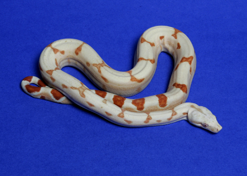 #1 female '04 Sunglow