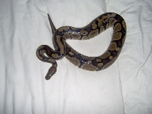 Zafirah