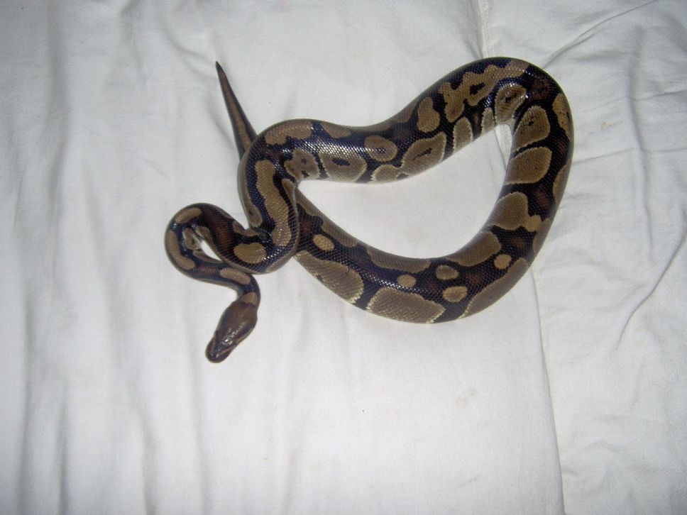 Zafirah