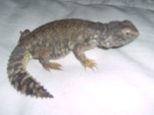 Spyro