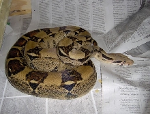 goliath