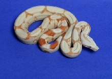 #2 female '04 Albino