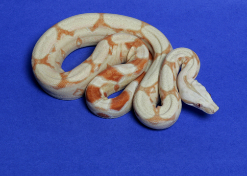 #2 female '04 Albino