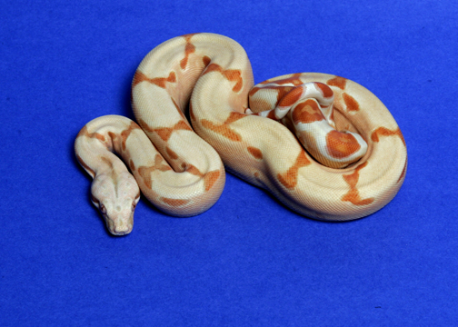 #2 female '04 Sunglow