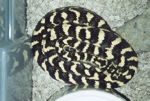 offspring from '92 male Jungle