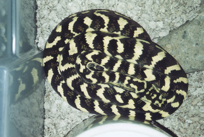 offspring from '92 male Jungle