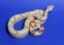 #3 male '04 Albino