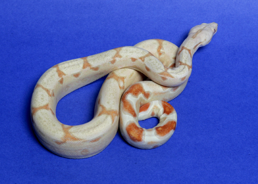 #3 male '04 Albino