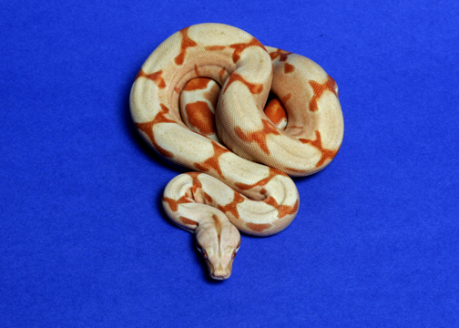 #3 female '04 Sunglow