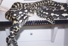 '92 male Jungle breeding