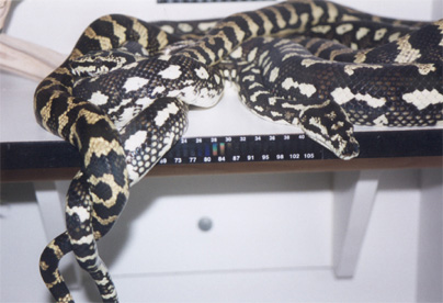 '92 male Jungle breeding