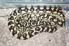 '92 male Jungle x Diamond Cross offspring