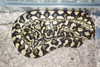 '92 male Jungle x Diamond Cross offspring