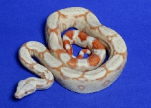 #4 female '04 Albino