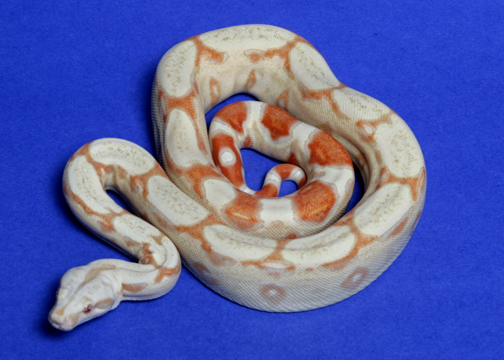 #4 female '04 Albino