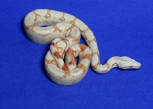 #5 female '04 Albino