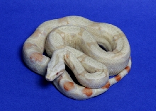 #6 male '04 Albino