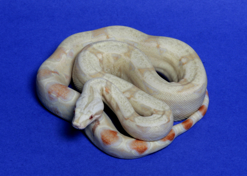 #6 male '04 Albino