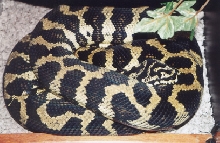 '92 proven Tracy Barker male Jungle carpet