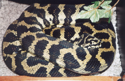 '92 proven Tracy Barker male Jungle carpet