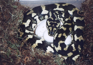 '93 female Jungle carpet on eggs