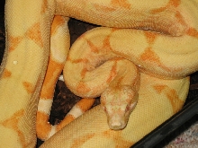 '04 male Sunglow #6