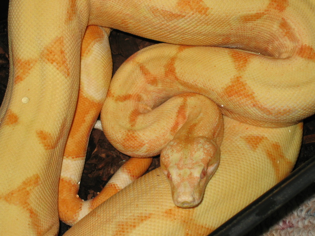 '04 male Sunglow #6