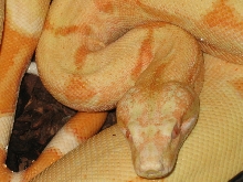 '04 male Sunglow #6