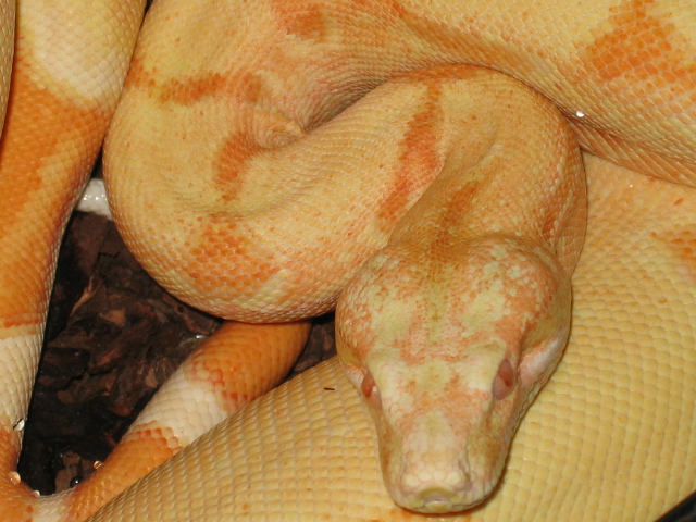 '04 male Sunglow #6