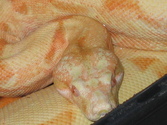 '04 male Sunglow close-up