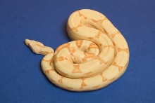 '04 female Sunglow #4