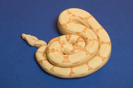 '04 female Sunglow #4