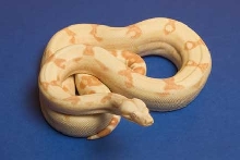 '04 female Sunglow #5