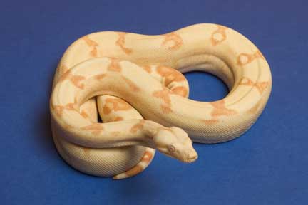 '04 female Sunglow #5