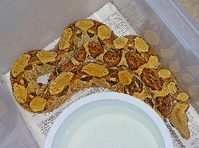 99' Hypo Male **SOLD** Thanx Stan...