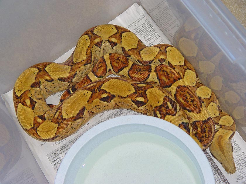 99' Hypo Male **SOLD** Thanx Stan...