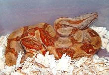 01' Super Hypo Female