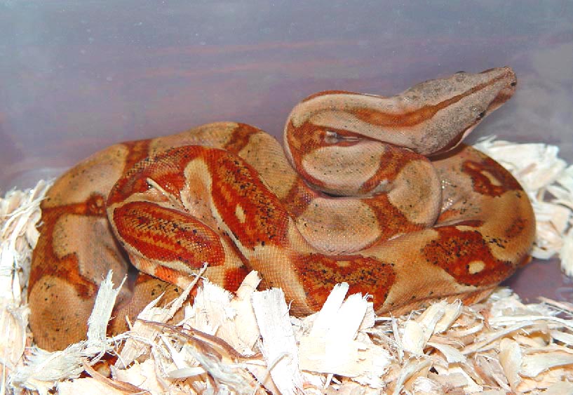 01' Super Hypo Female