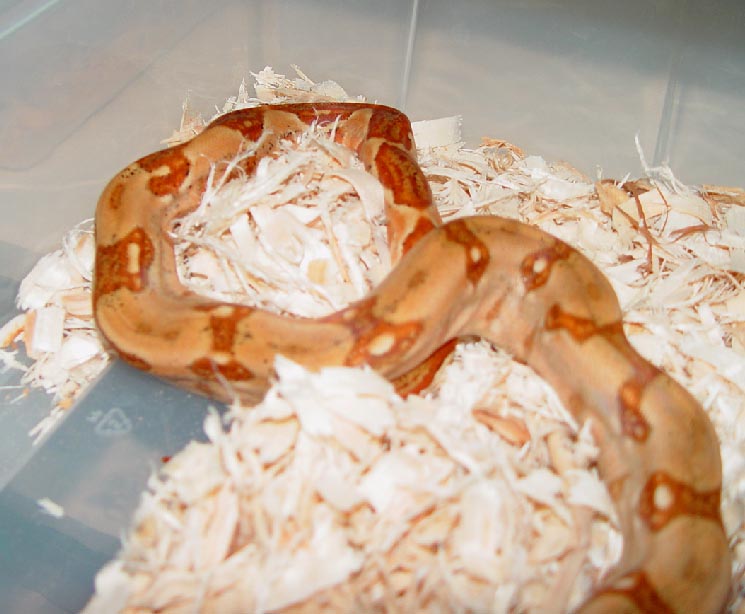 Super Hypo Female