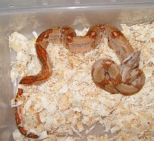 01' Super Hypo Male