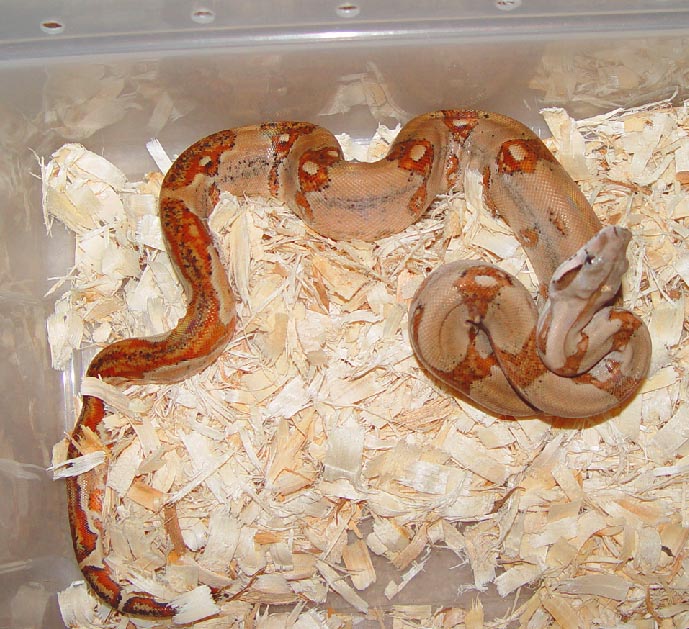 01' Super Hypo Male