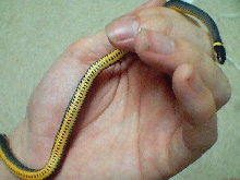Southern Ringneck showing ventral scales