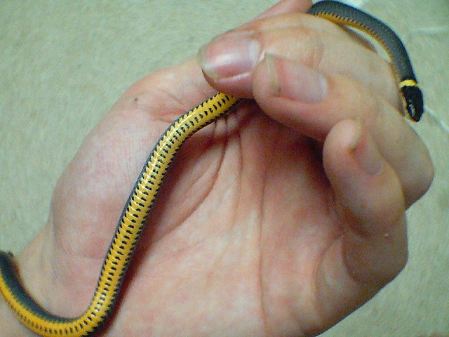 Southern Ringneck showing ventral scales