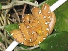 MH cyclops/wamena