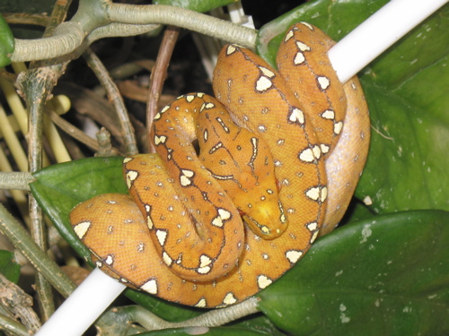 MH cyclops/wamena