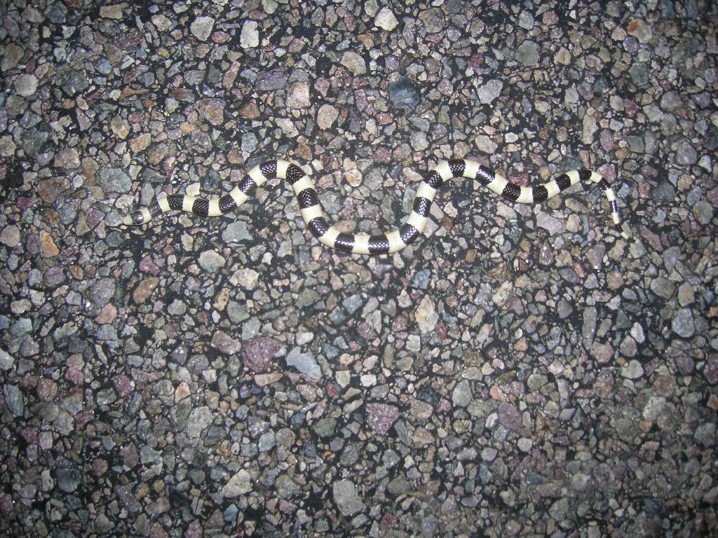 BW shovelnosed snake ABNP 6.16.06
