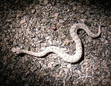 sidewinder, small