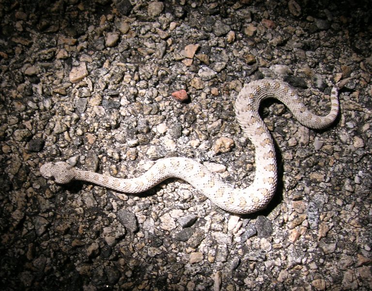 sidewinder, small