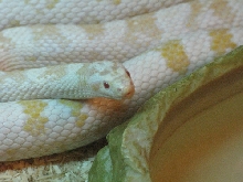 What a face!